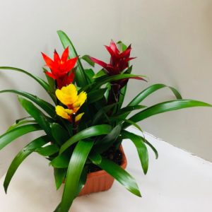 קוקטייל גוזמניות