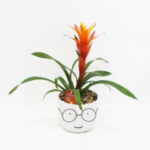 עציץ גוזמניה לבית